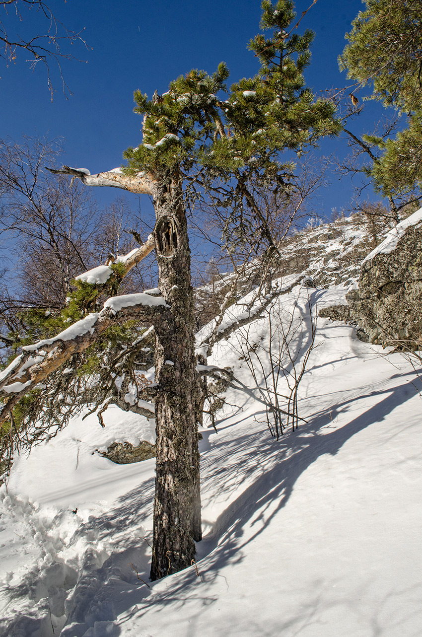 Изображение особи Pinus sylvestris.