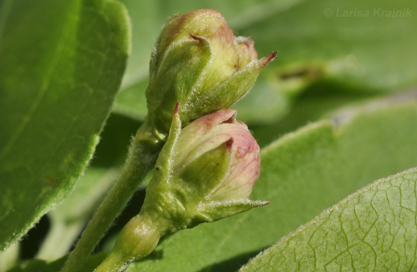 Изображение особи Malus mandshurica.