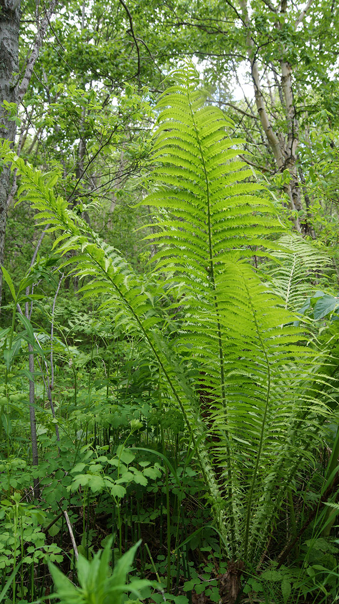 Изображение особи Matteuccia struthiopteris.