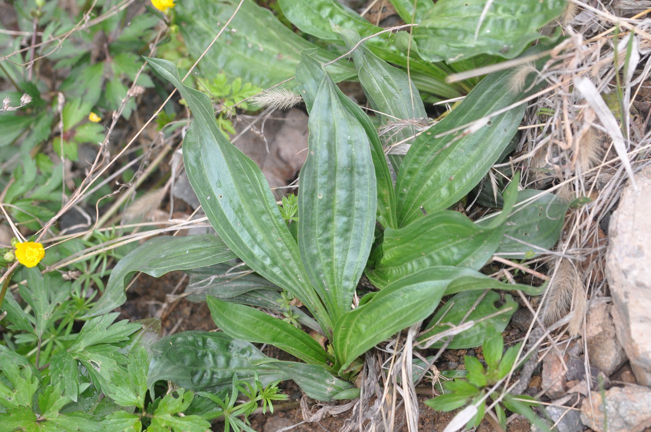 Изображение особи Plantago lanceolata.