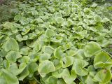 Calla palustris