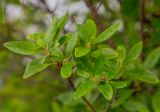 Rhododendron dauricum