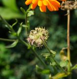 Calendula officinalis