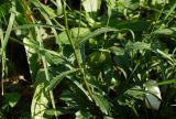 Leucanthemum maximum