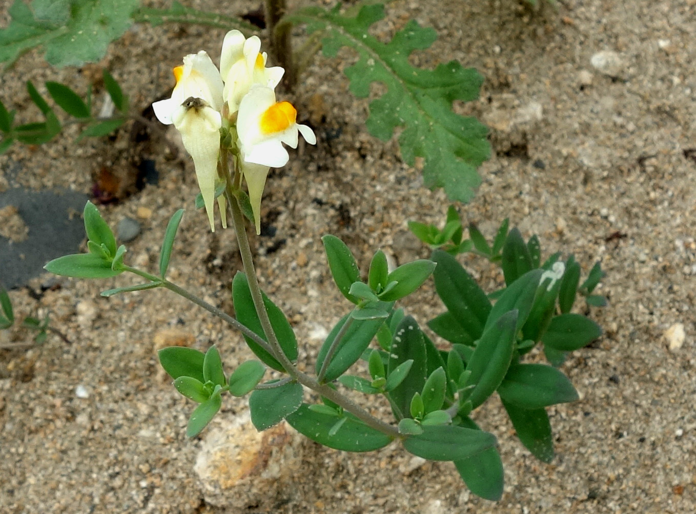 Изображение особи Linaria japonica.