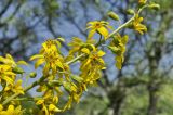 Ligularia jaluensis