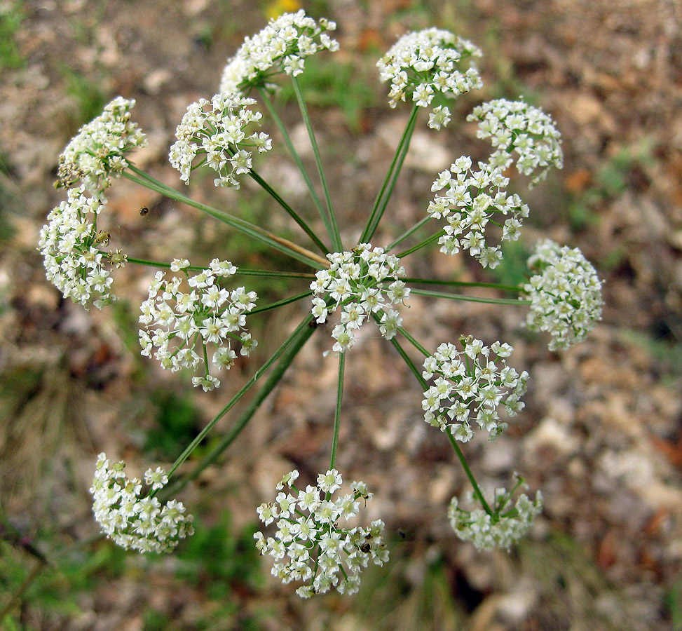 Изображение особи Peucedanum oreoselinum.