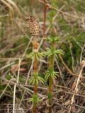 Equisetum sylvaticum