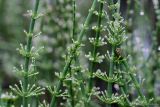 Equisetum fluviatile