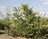 Salicornia perennans