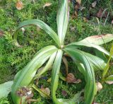 Gentiana macrophylla. Растение в конце вегетационного периода. Тверская обл., г. Тверь, Заволжский р-н, ботанический сад ТвГУ, в культуре. 14 сентября 2019 г.