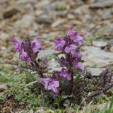 Pedicularis anthemifolia