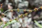 Rumex acetosella. Побеги с цветками и незрелыми плодами. Ленинградская обл., Выборгский р-н, Финский залив, о-в Вихревой, заросшая Cladonia скала. 09.08.2020.