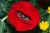 Papaver umbonatum. Цветок. Израиль, г. Бат-Ям, на заброшенной клумбе. 13.03.2019.