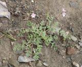 Erodium cicutarium