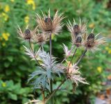 Eryngium alpinum. Верхушка плодоносящего растения. Республика Коми, г. Сыктывкар, ул. Ботанический сад, Ботсад СГУ. 14.09.2019.