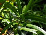 Podocarpus macrophyllus. Часть побега с незрелыми фруктификациями. Абхазия, г. Сухум, Сухумский ботанический сад. 25.09.2022.