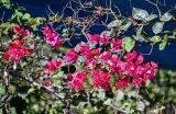 Bougainvillea glabra. Часть ветви с соцветиями. Марокко, обл. Танжер - Тетуан - Эль-Хосейма, окр. г. Ваззан, в культуре. 05.01.2023.