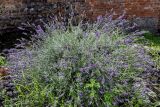 Lavandula angustifolia