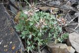 Corydalis schanginii. Цветущее растение. Казахстан, Алматинская обл., Чу-Илийские горы, ур. Тамгалы, закустаренная каменная россыпь. 1 апреля 2024 г.