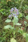 Borago officinalis