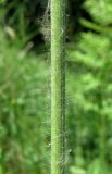 Pilosella cymosa. Часть стебля. Окр. Смоленска, сухой луг. 04.06.2011.