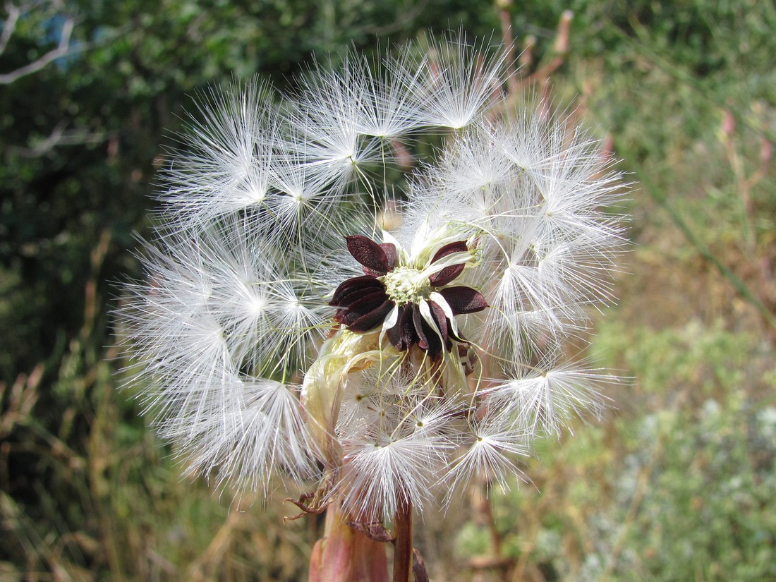 Изображение особи Lactuca tuberosa.