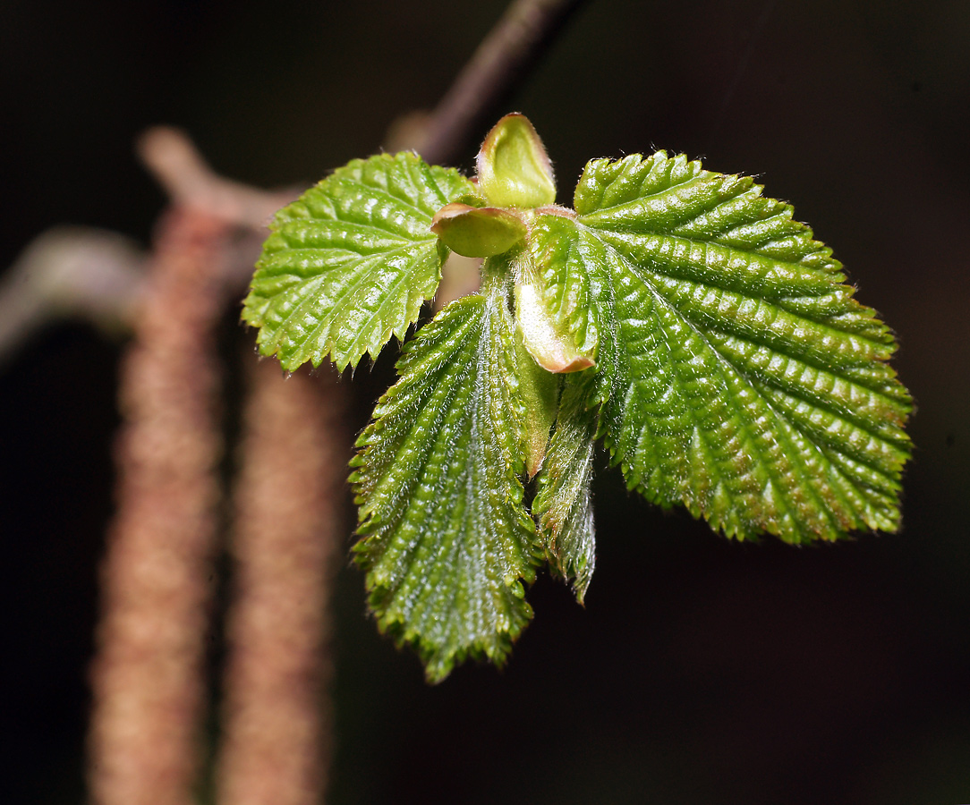 Изображение особи Corylus avellana.