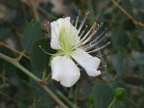 Capparis aegyptia. Часть побега с цветком. Израиль, Нахаль Цын, стенка вади. 26.03.2003.