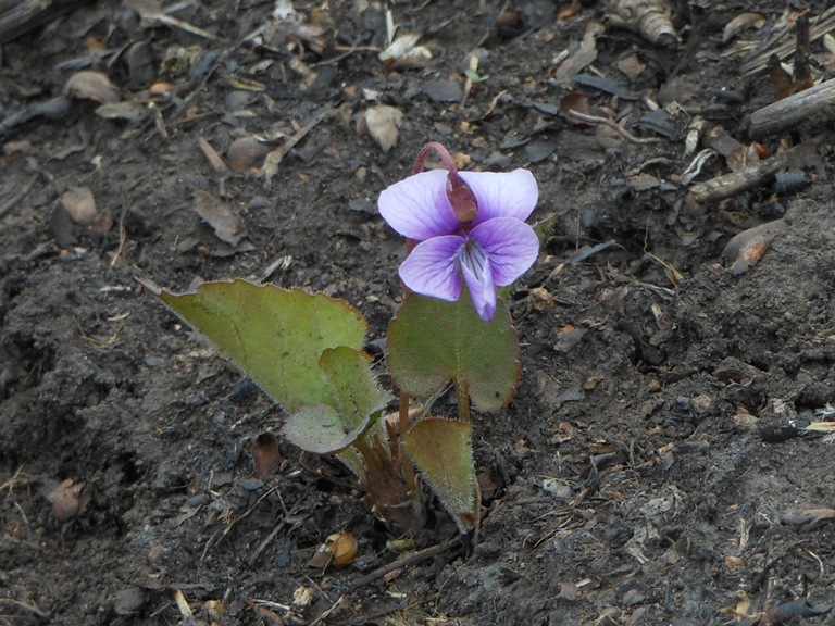 Image of Viola phalacrocarpa specimen.