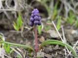 Muscari neglectum