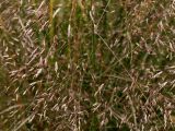 Eragrostis trichodes
