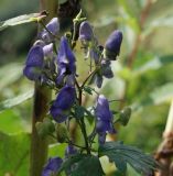 род Aconitum