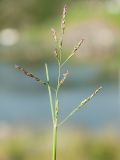 Puccinellia maritima. Соцветие. Мурманская обл., Североморский р-н, пос. Росляково, берег Кольского залива. 23.06.2013.