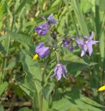 Solanum dulcamara