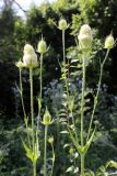 Dipsacus laciniatus