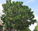 Barringtonia asiatica. Крона дерева. Таиланд, Краби. 18.06.2013.
