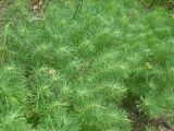 Euphorbia cyparissias