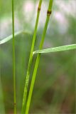 Deschampsia cespitosa. Часть побега с основанием листа. Карелия, Лоухский р-н, окр. пос. Чкаловский, берег Белого моря. 15.06.2013.