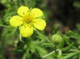 Potentilla argentea. Цветок и бутон. Украина, Запорожская обл., Запорожский р-н, в балке возле Кушугумского кладбища. 09.06.2013.