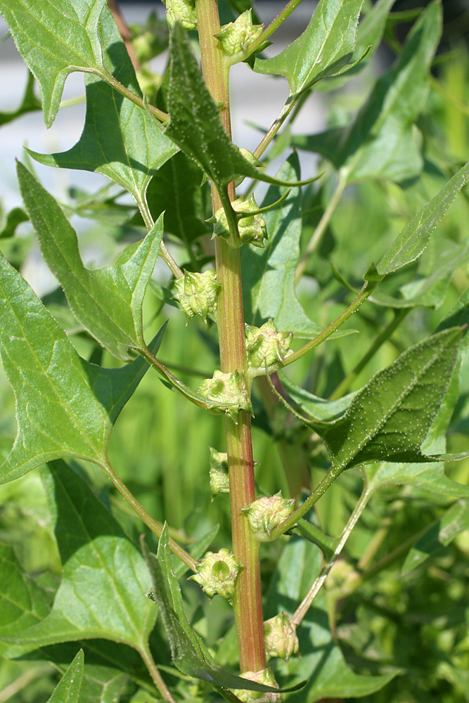 Изображение особи Spinacia turkestanica.