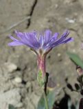 Lactuca tatarica