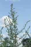 Artemisia vulgaris