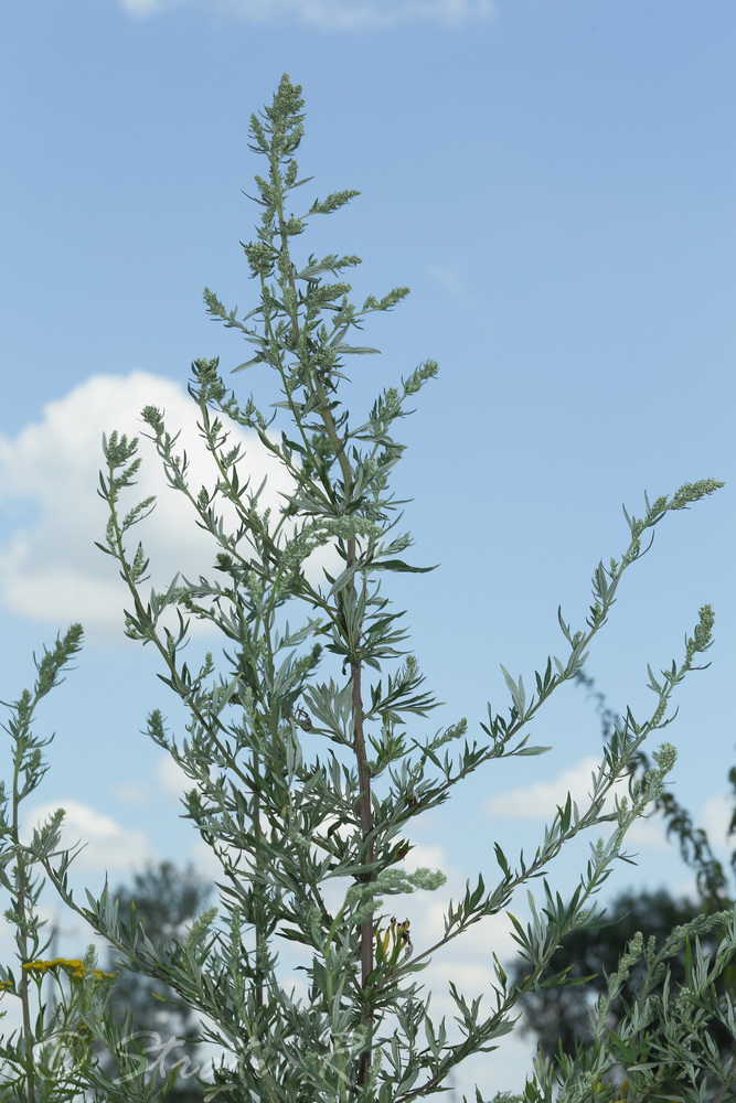 Изображение особи Artemisia vulgaris.