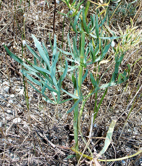 Изображение особи Falcaria vulgaris.