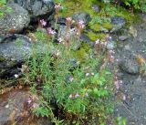 Chamaenerion colchicum