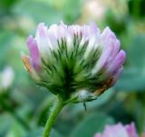 Trifolium bonannii