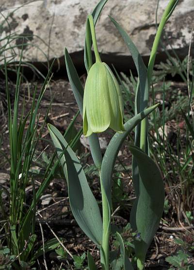 Изображение особи Fritillaria caucasica.