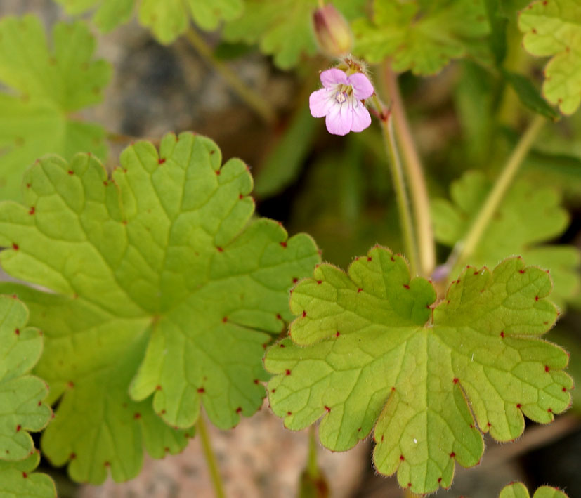 Изображение особи Geranium rotundifolium.