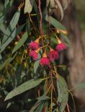 Eucalyptus leucoxylon